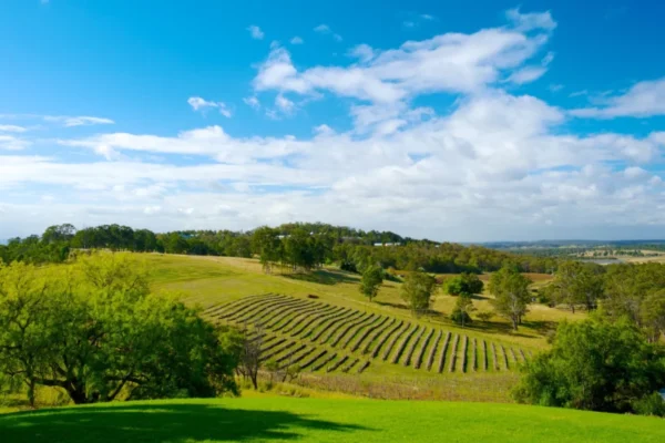 45042-Audrey-Wilkinson-Vineyard 45042-Audrey-Wilkinson-Vineyard